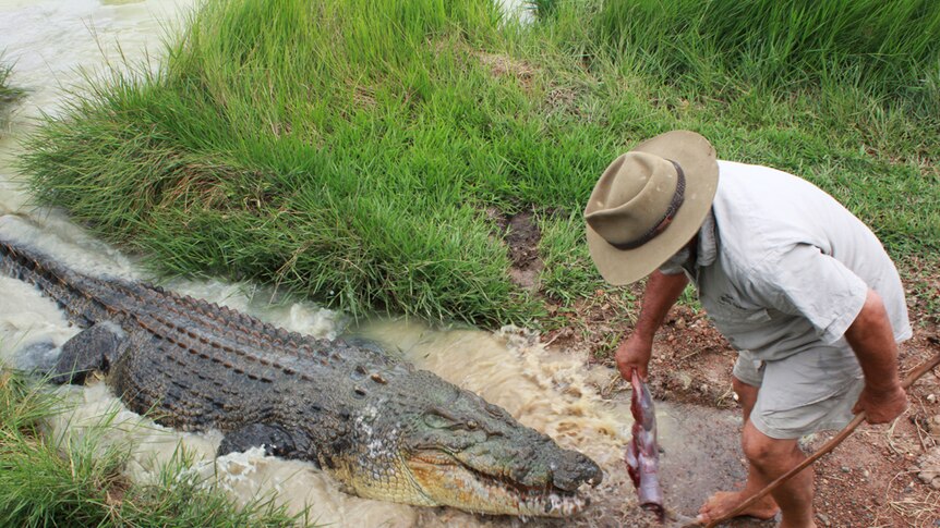 Rob feeding a crocodile
