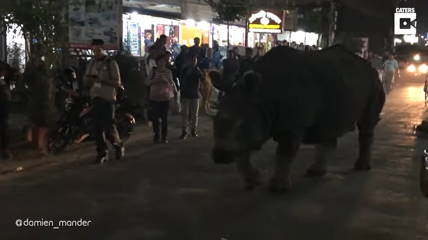 A screengrab from a YouTube video which shows a rhinoceros walking through a Nepalese town.