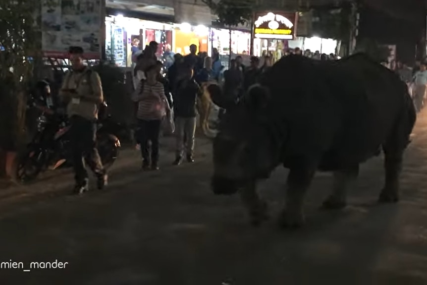 A screengrab from a YouTube video which shows a rhinoceros walking through a Nepalese town.