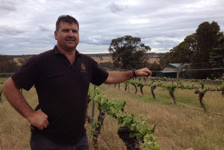 Alkoomi winery owner Rod Hallett stands amongst his vines which were hail upon in October