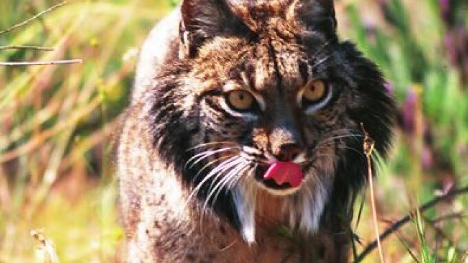 An Iberian lynx with raised pointed ears and its tongue sticking out walks through grass. It has spotted fur and orange eyes.