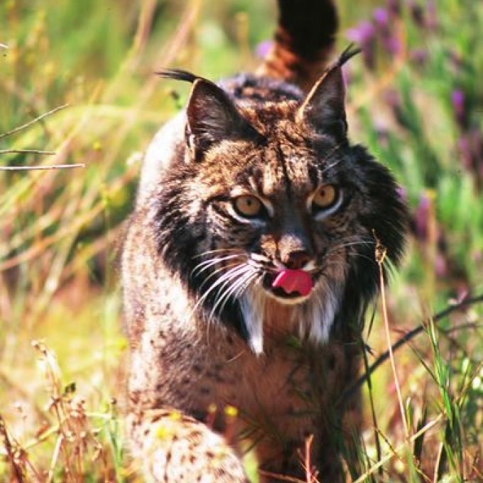 An Iberian lynx with raised pointed ears and its tongue sticking out walks through grass. It has spotted fur and orange eyes.