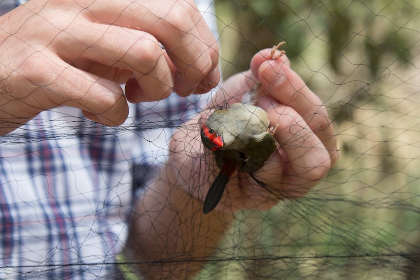 A Red-browed Finch is caught in misting nets