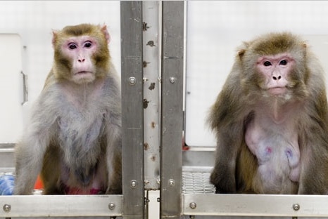 Rhesus monkey in lab