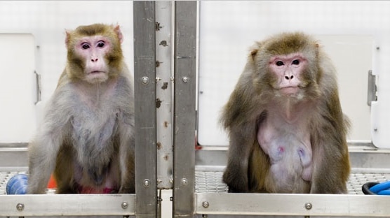 Rhesus monkey in lab
