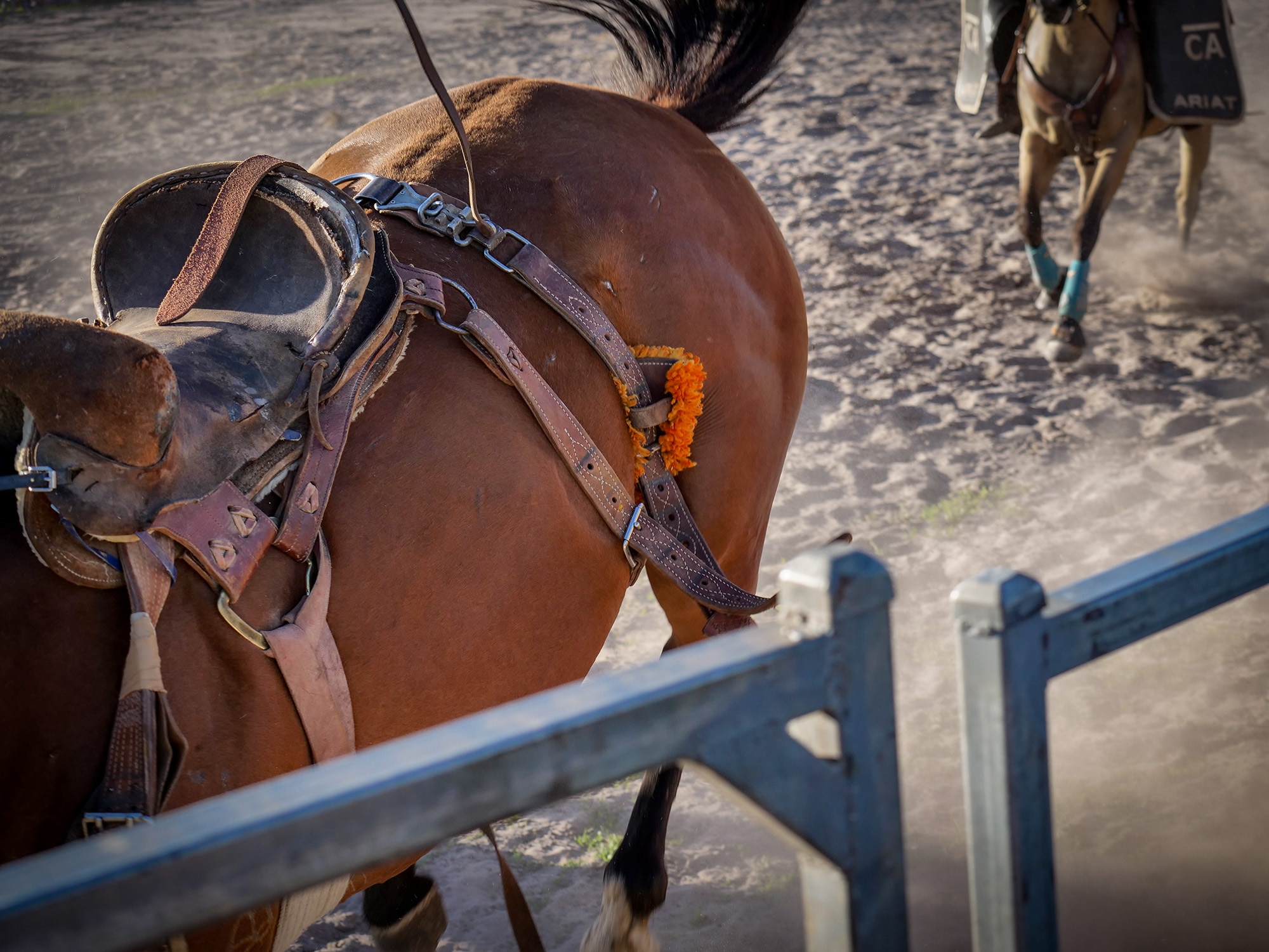 A tight photo of a flank strap on a horse that's bucking