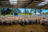 A flock of sheep waiting to be shorn at a farm in central Victoria.