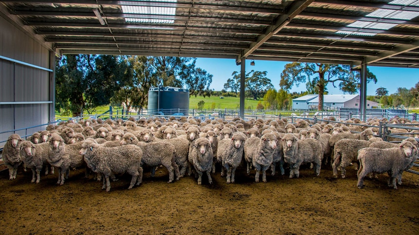 A flock of sheep waiting to be shorn at a farm in central Victoria.