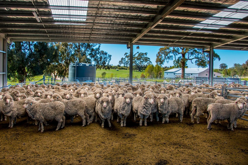 A flock of sheep on a farm in central Victoria.