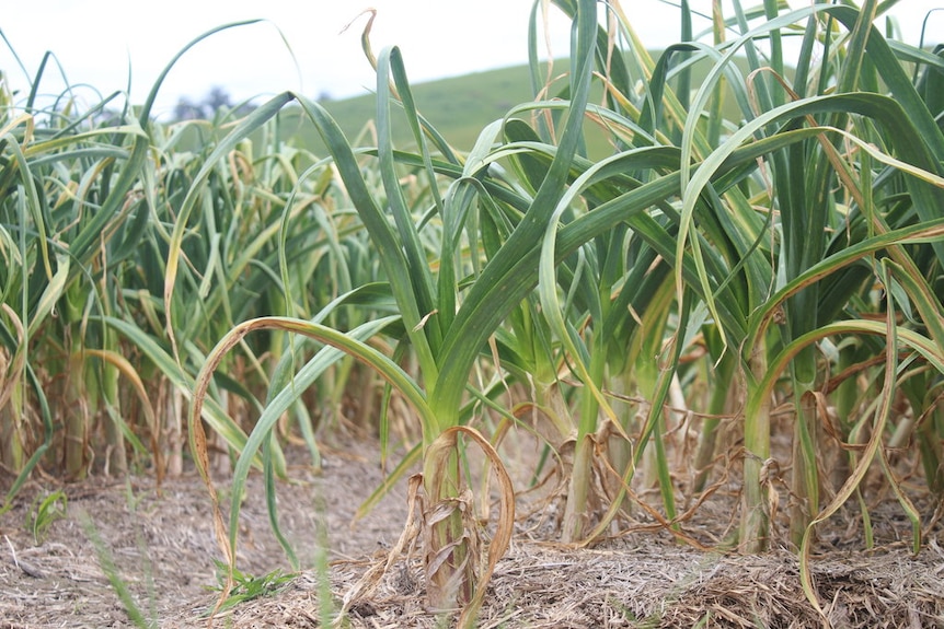 A close up photo of a garlic crop in the ground.