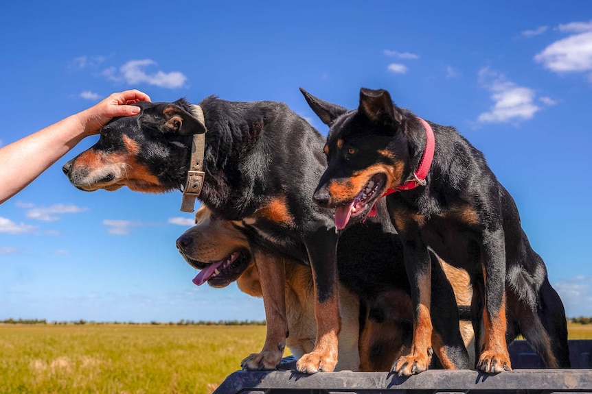 Two black and brown kelpie dogs and a golden Labrador sitting in the tray of a ute under a bright blue sky.