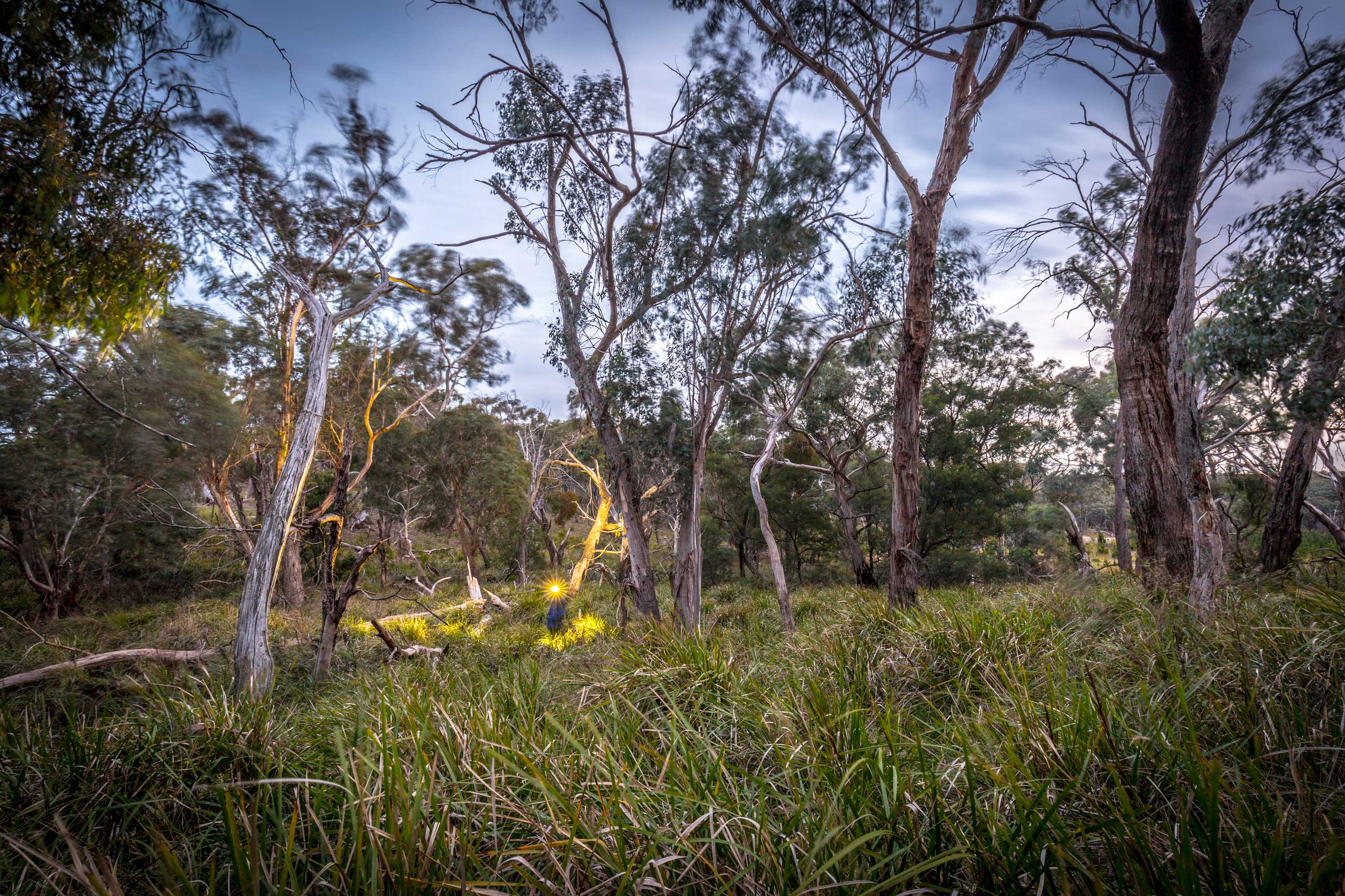 A dark scene,  a person in the distance with a torch illuminating gum trees and tall grasses. It looks cold and wet.