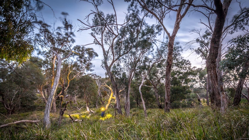 A dark scene,  a person in the distance with a torch illuminating gum trees and tall grasses. It looks cold and wet.
