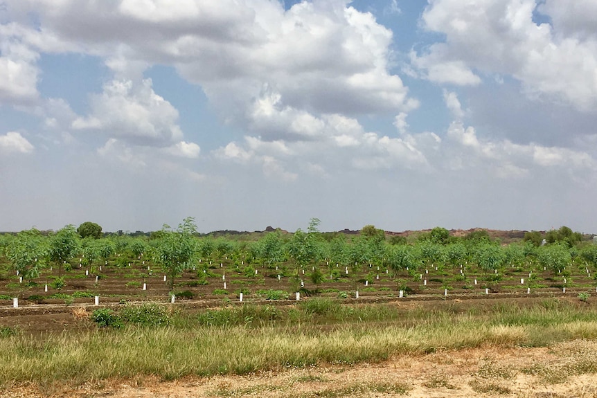 New Indian sandalwood plantation