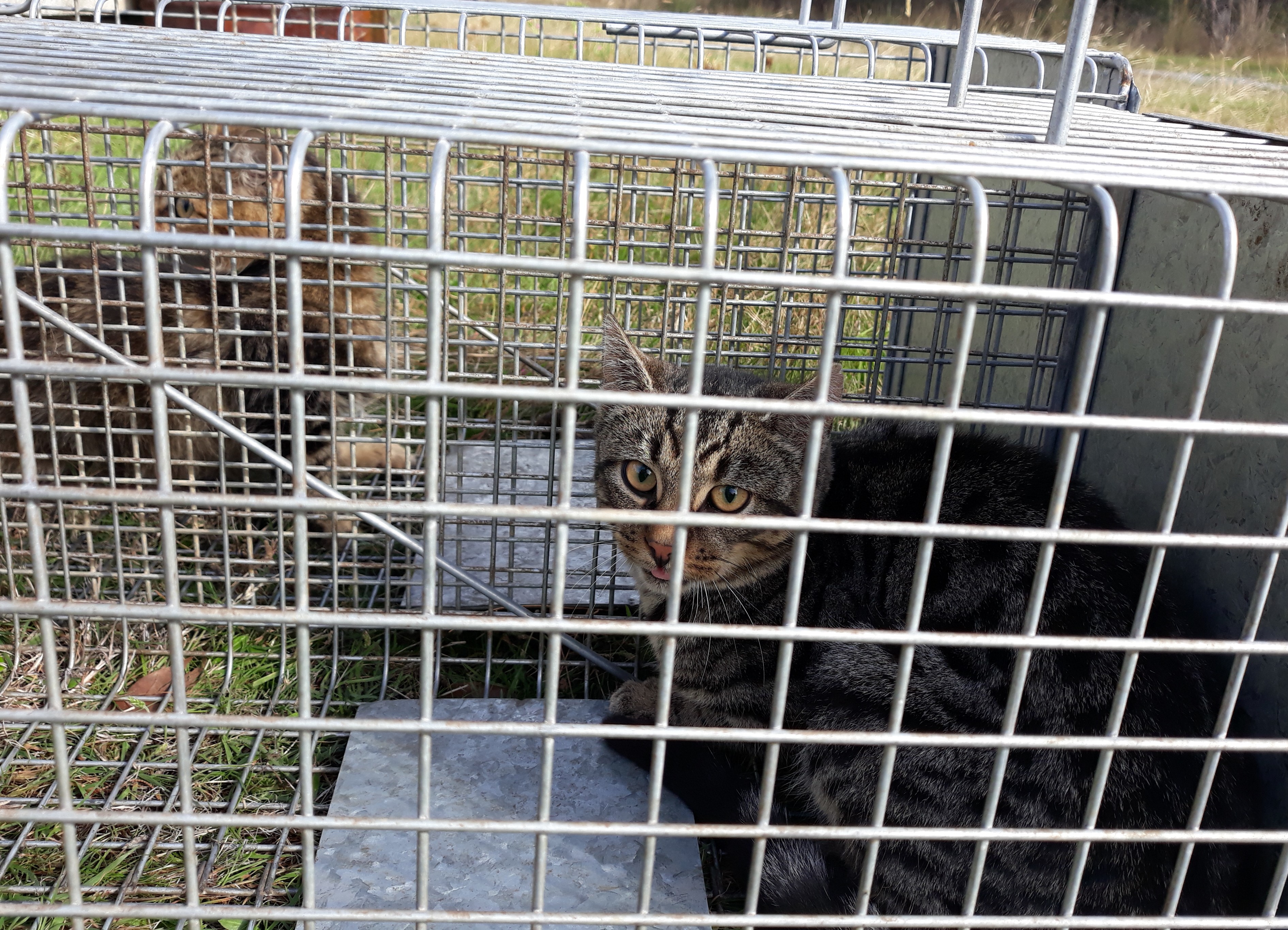 two tabby feral cats sit inside metal cages on the ground