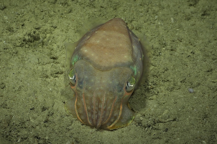 A small cuttlefish on a beige reef background.
