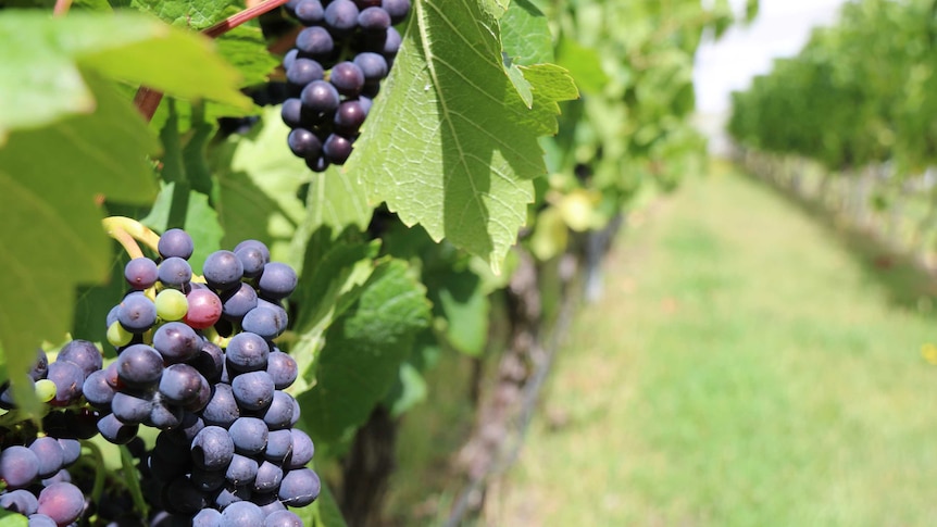 Pinot noir grapes ready for harvest at Puddleduck's Coal River Valley vineyard near Hobart.