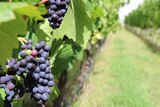 Pinot noir grapes in Tasmania's Coal River Valley