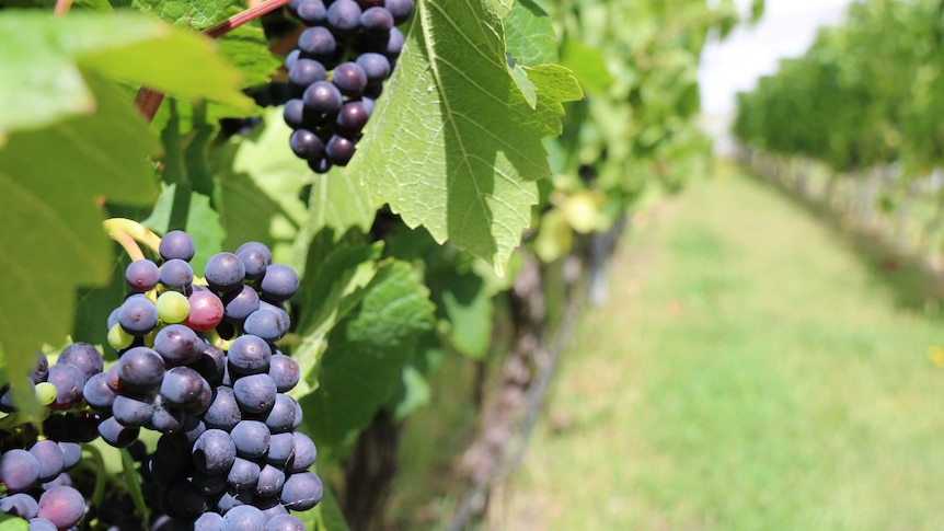 Pinot noir grapes in Tasmania's Coal River Valley