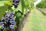 Pinot noir grapes in Tasmania's Coal River Valley