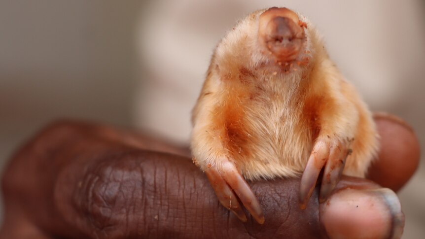 A small furry creature perched on a human finger