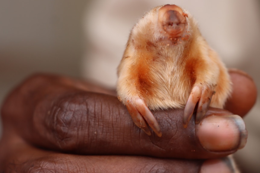 A small furry creature perched on a human finger