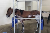 An injured horse receives medical treatment.
