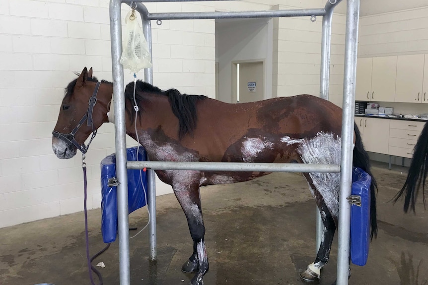 An injured horse receives medical treatment.