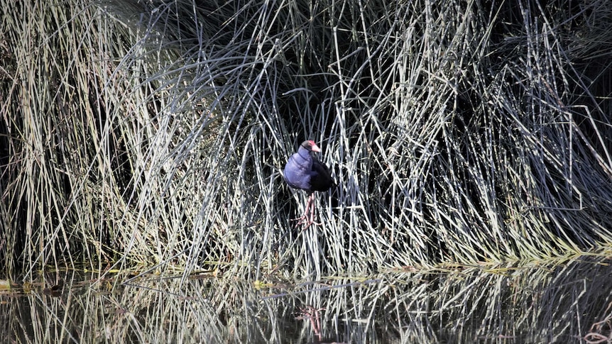 A purple swamp hen peaks out from in between reeds, with both the bird and the reeds mirrored perfectly in the water.
