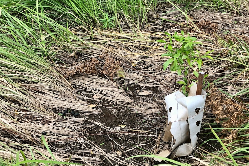 A young tree with flattened grass around it.