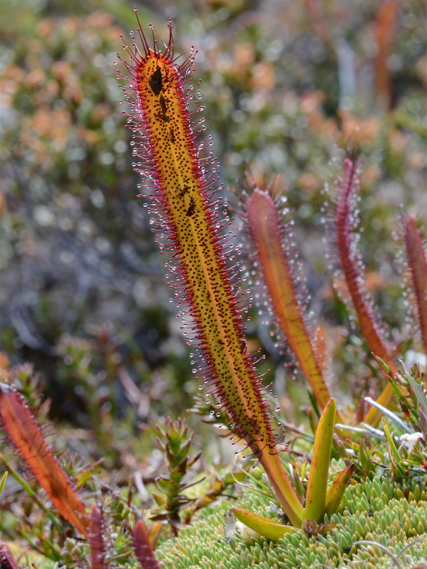 A yellow plant with red edges covered in stinky spines