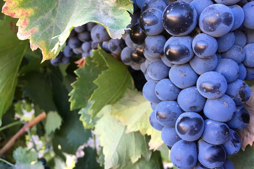 Shiraz grapes on the vine at the Kalleske winery in South Australia.