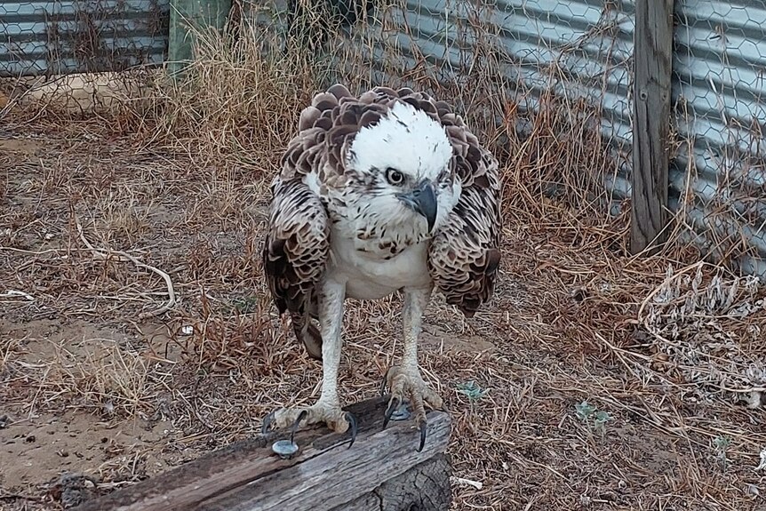 A raptor with a white head and brown feathered body crouches on a perch.