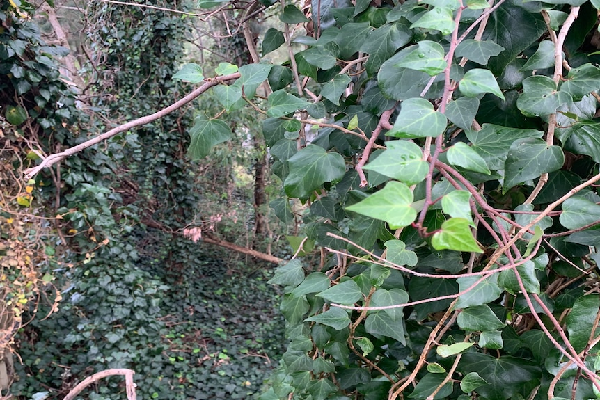ivy vine wrapped around a tree in the foreground and growing up trees in the background.