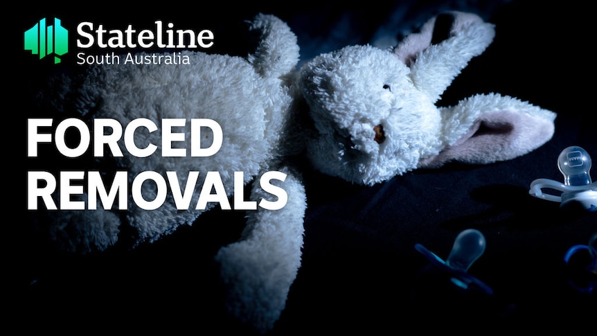 Stateline South Australia, Forced Removals: A toy bunny rabbit with pacifiers.
