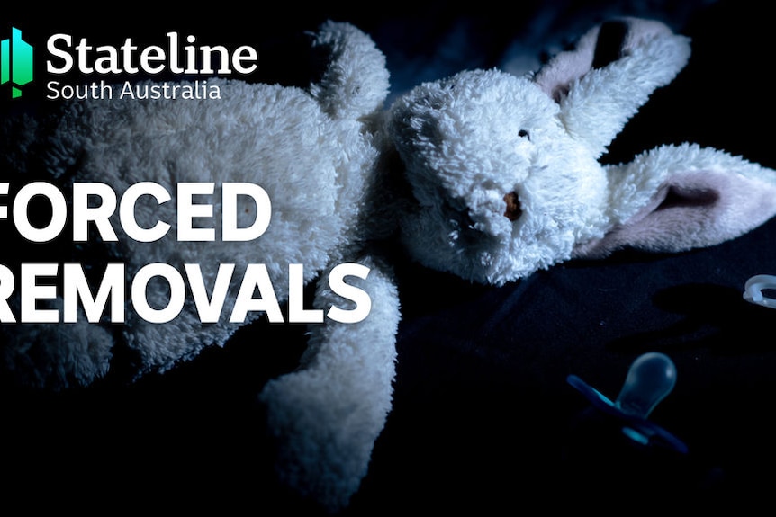 Stateline South Australia, Forced Removals: A toy bunny rabbit with pacifiers.