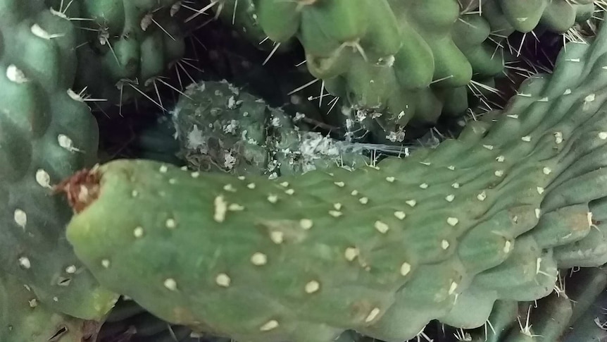 A breeding program has started to build up the numbers of an insect that may help destroy wild cactus in WA.