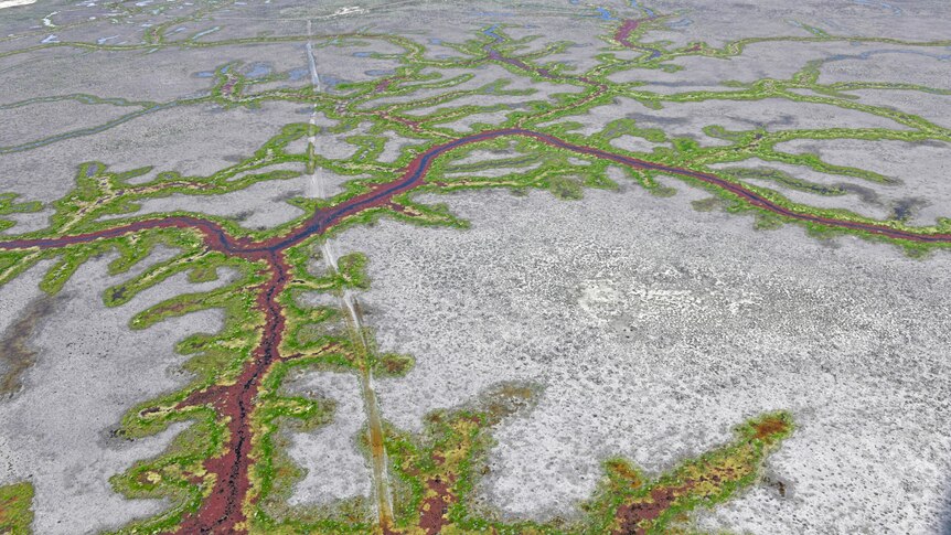 Aerial photo of water arriving to floodplains, water pattern is like a green tree stretching across grey country