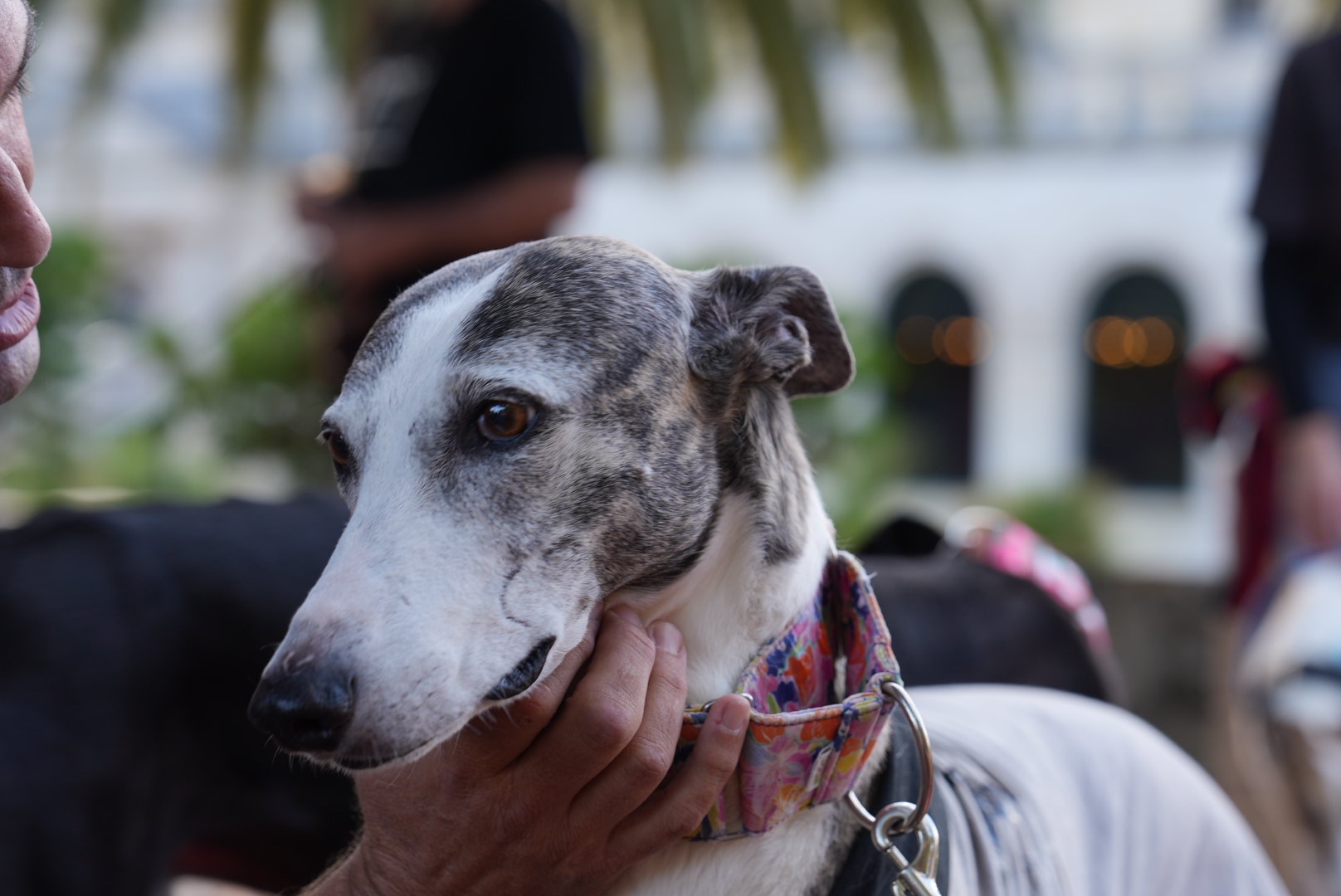 A close up of a greyhound with a hand stroking under its chin.