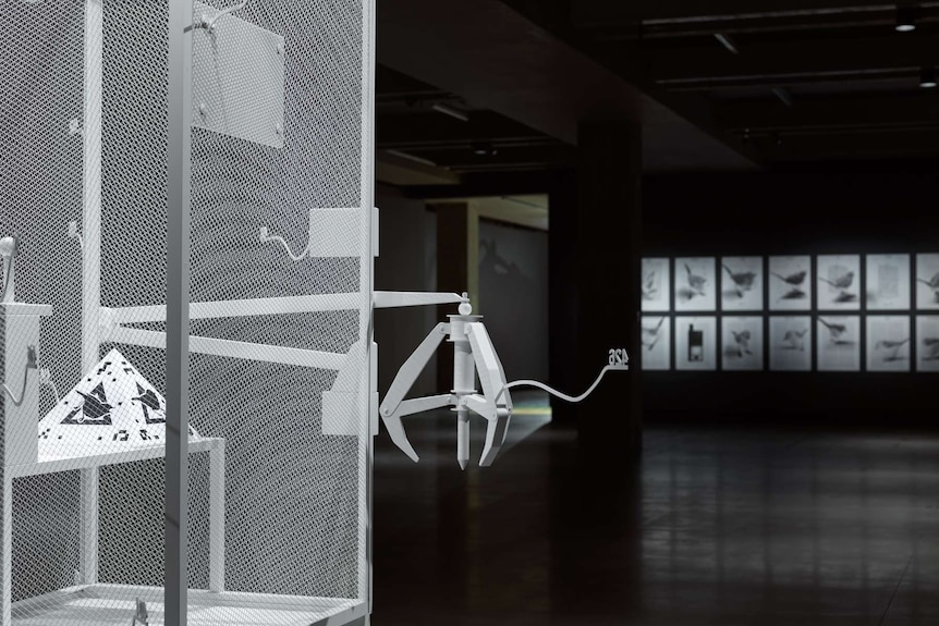 Gallery space with white metal cage left hand front of frame and black wall with white paper bearing bird images in background.