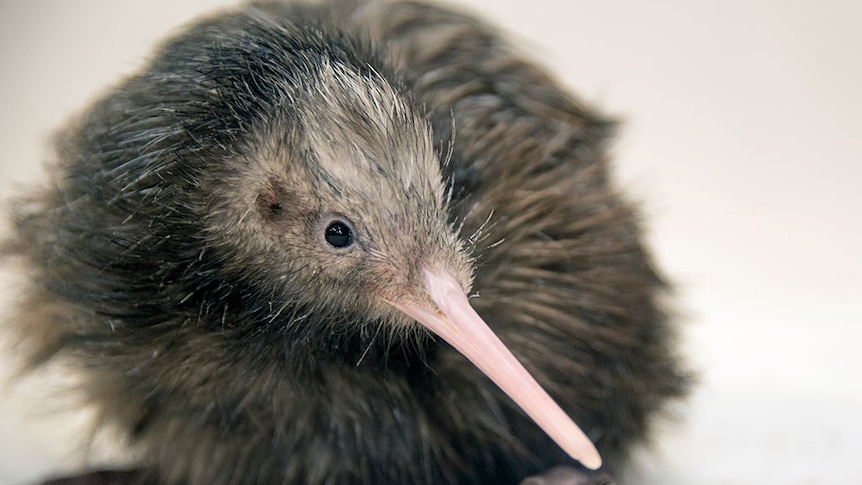 迈阿密动物园在对新西兰鸟类的待遇表示担忧后道歉并停止与奇异鸟相遇