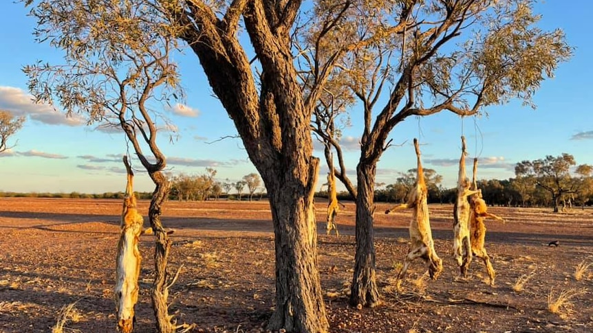 A tree in a rural area with five dead dogs hanging from it.