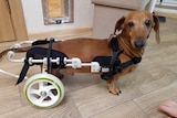 a sausage dog with a wheelchair on its rear 