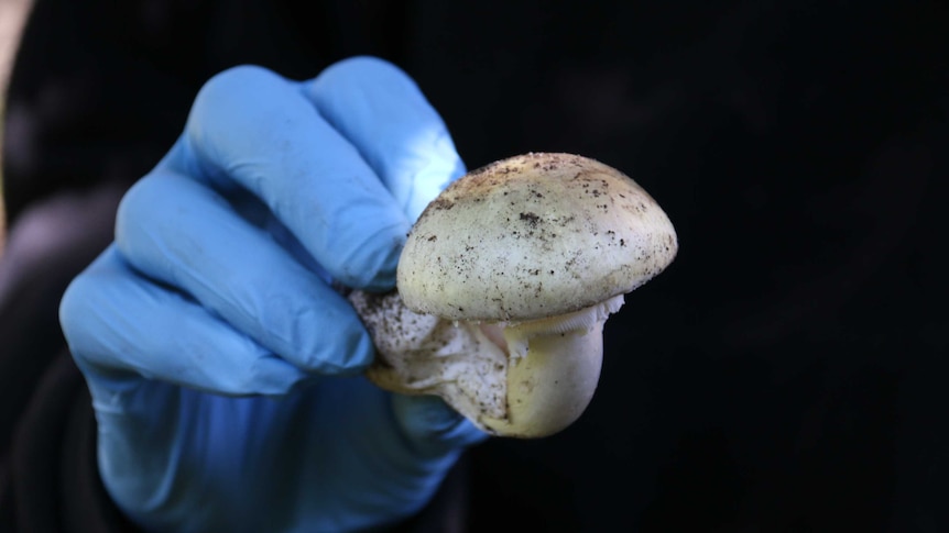 A close-up of the death cap mushroom.