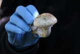 A close-up of the death cap mushroom.