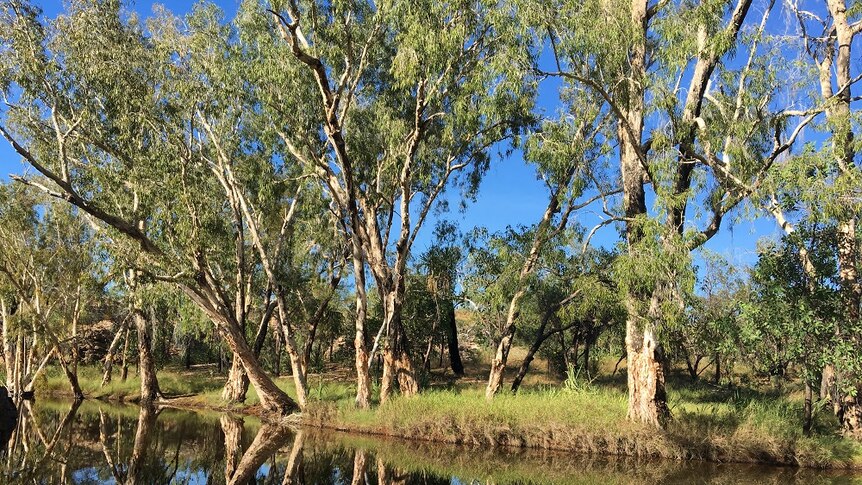 A river with gums beside it