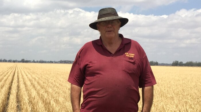 Man standing in a wheat paddock