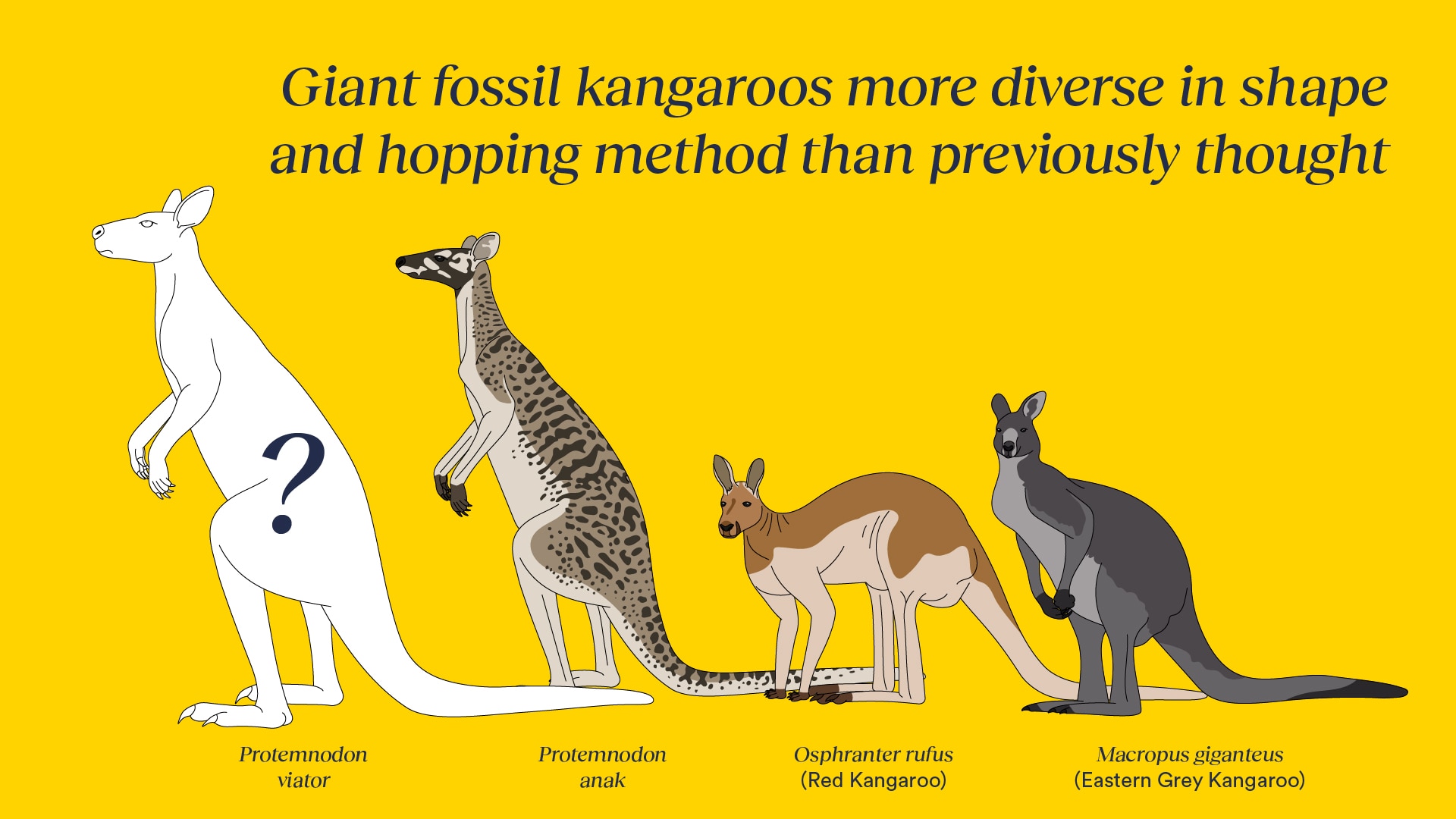 RESEARCHERS IN AUSTRALIA IDENTIFY 3 NEW SPECIES OF EXTINCT KANGAROOS