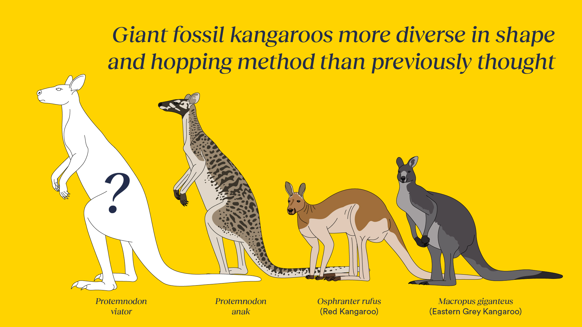 Four digitally drawn kangaroos stand. One is just a silhouette, one is an extinct giant kangaroo and two common kangaroos. 
