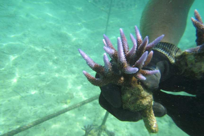 A close-up underwater photo shows a hand holding a purple piece of coral.